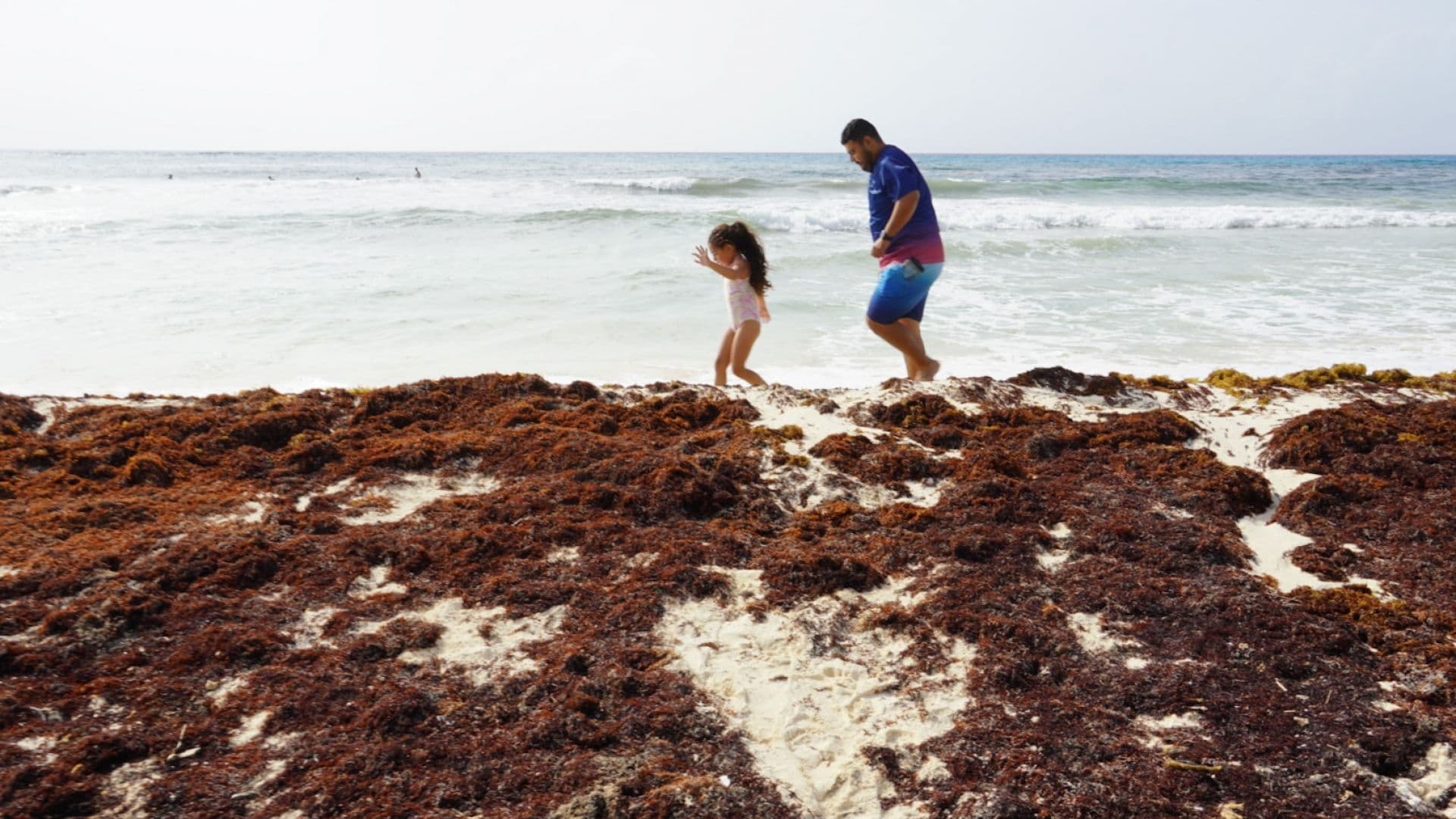 ¿En Qué Playas de México Hay Sargazo Hoy Martes 21 de Julio de 2026?