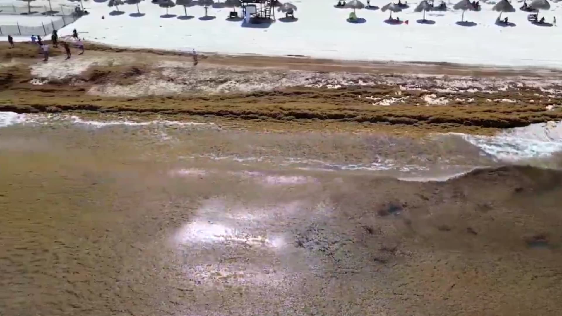 Mapa: En Qué Playas de México Hay Más Afectaciones por Sargazo Hoy