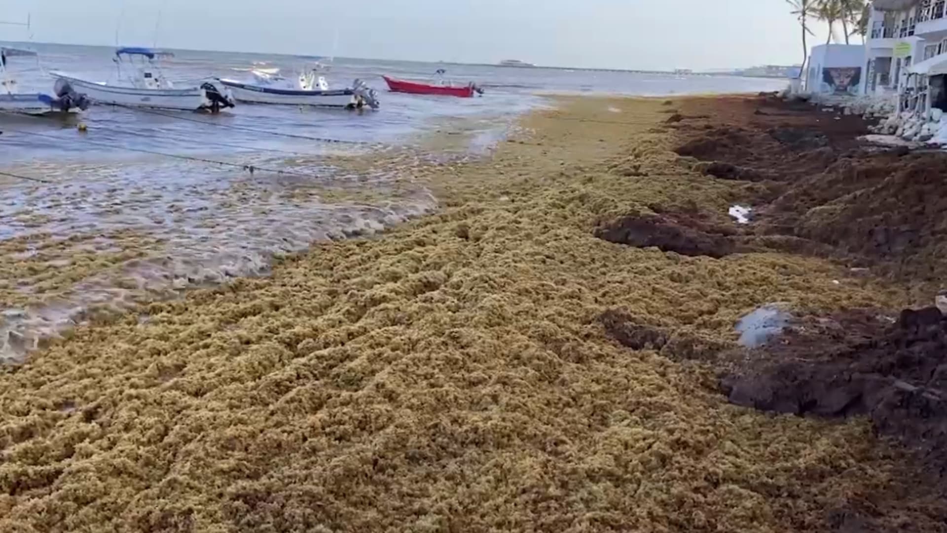 Mapa: En Qué Playas de México Ha Más Afectaciones por Sargazo Hoy