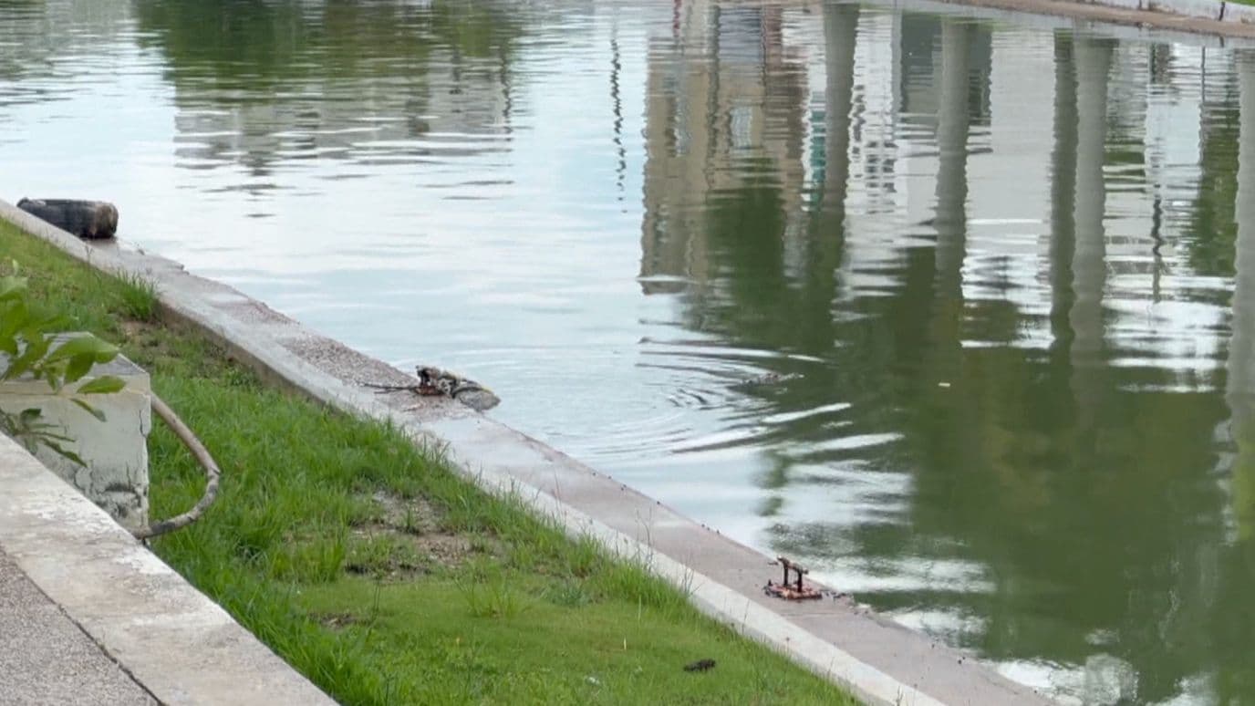 Cocodrilo de Tres Metros Sale de su Hábitat y Nada Entre Calles Inundadas en Madero