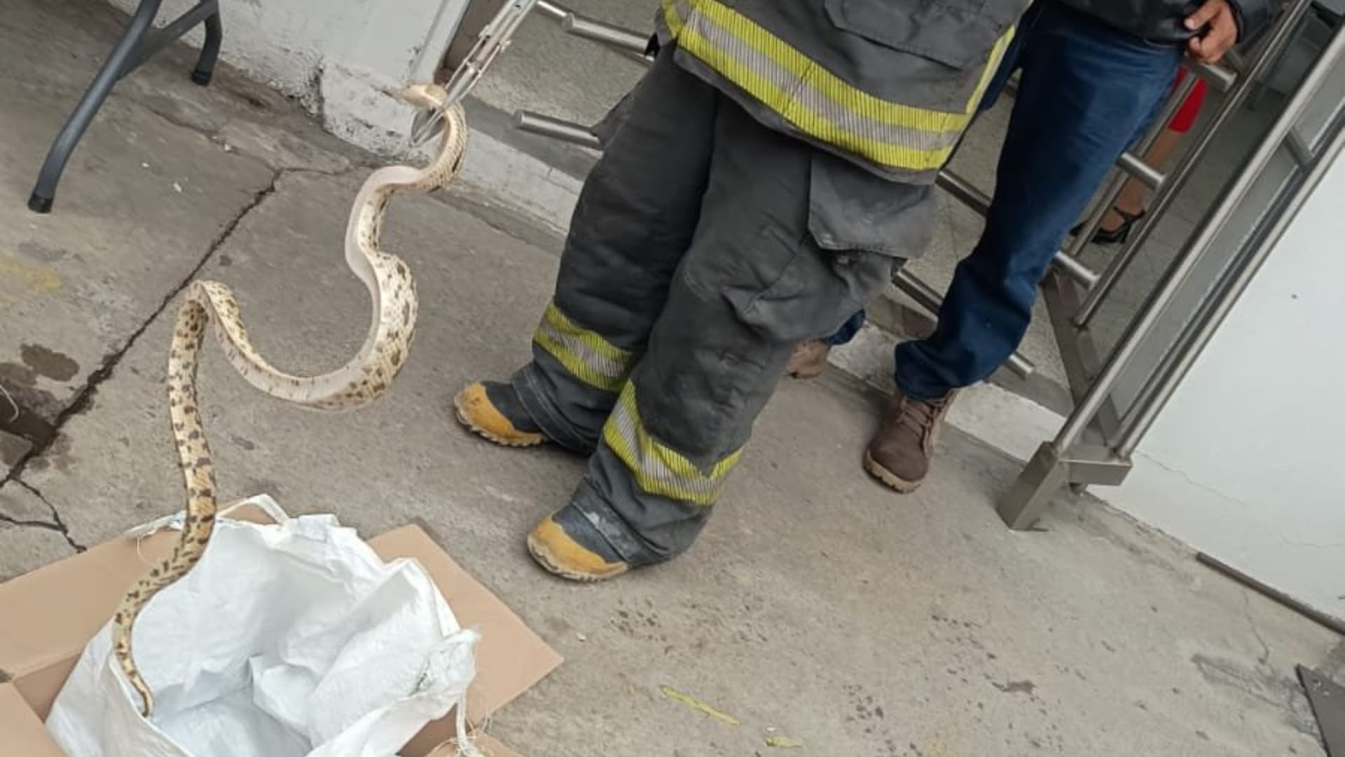 Víbora Cincuate Capturada en Corredor Industrial La Ciénega de Puebla