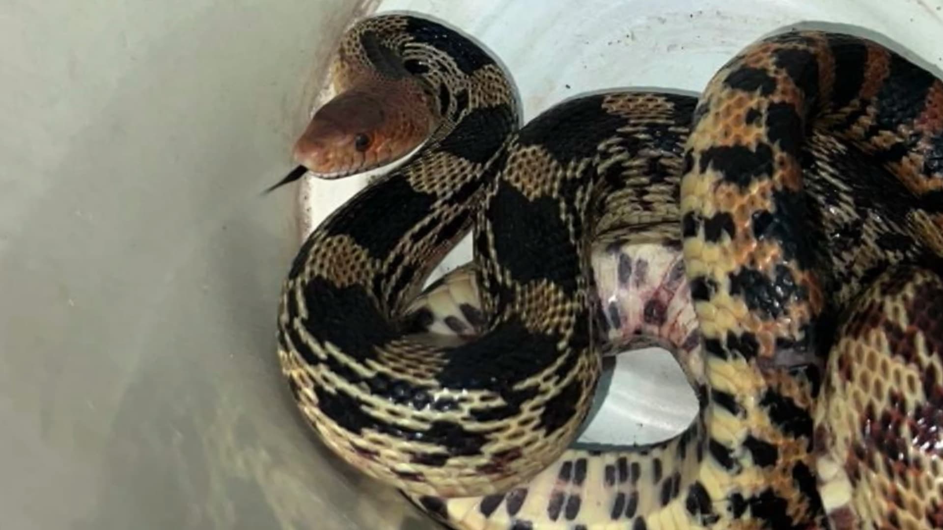 Localizan serpiente en Guadalajara
