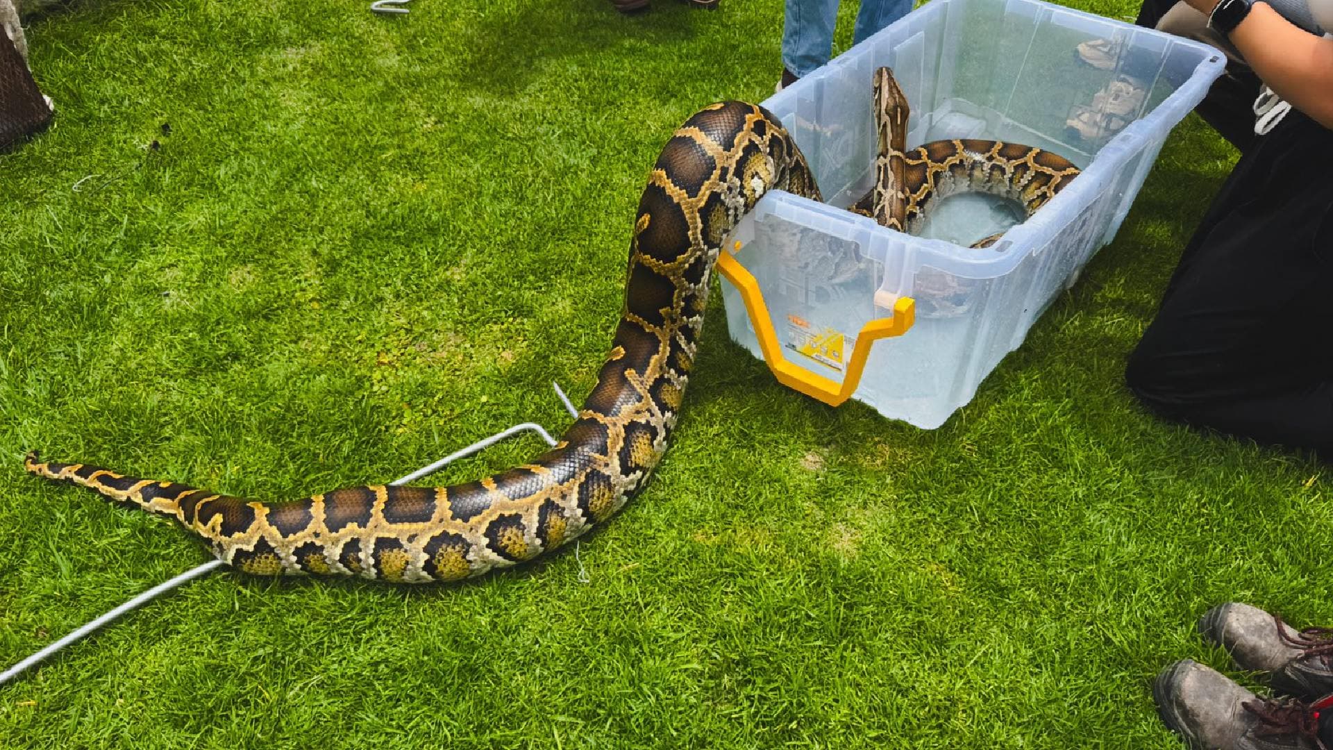 Serpiente pitón asegurada