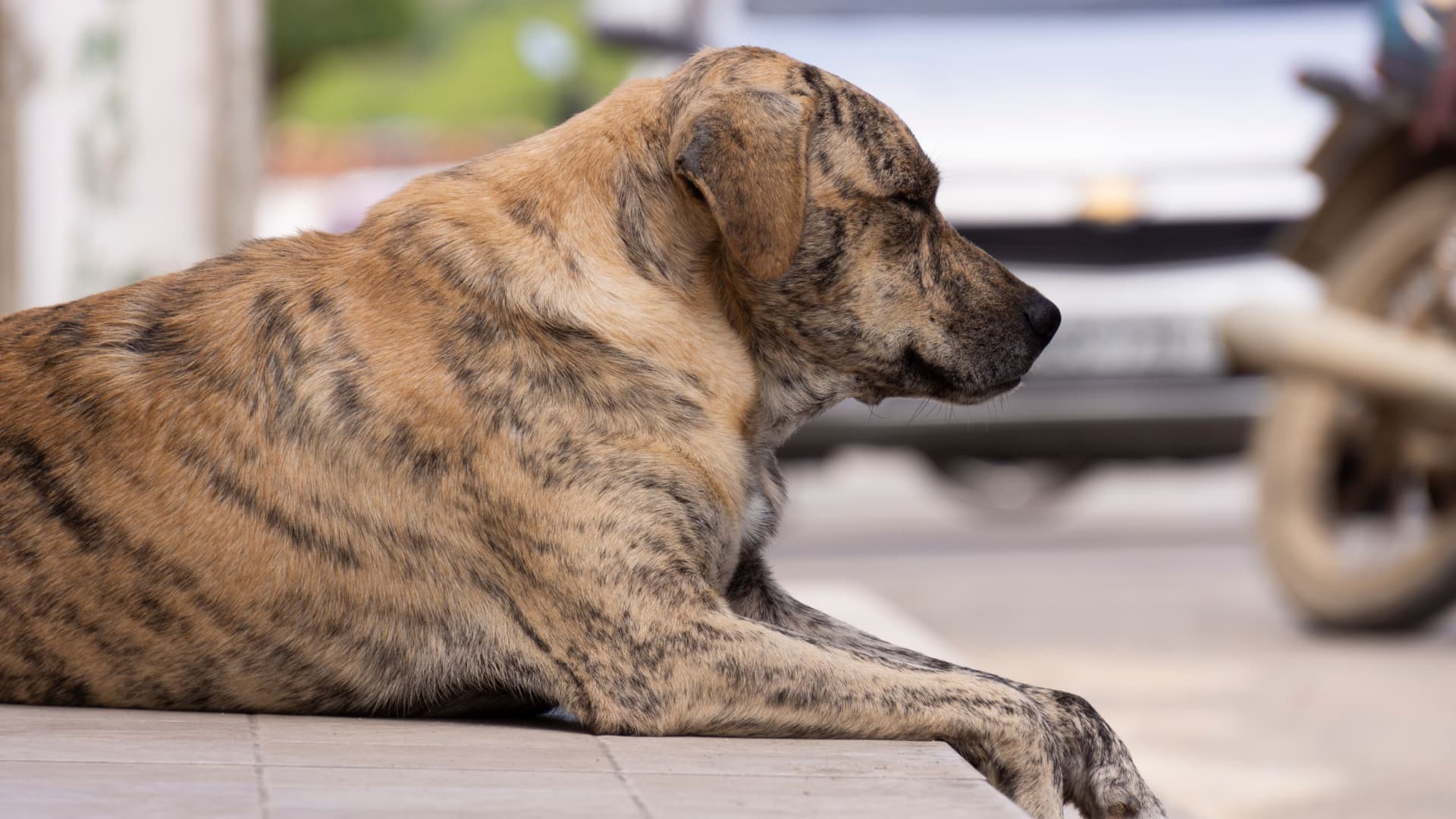 Sujeto Dispara contra Perros en Zona Conurbada de Puebla; Fiscalía Abre Investigación