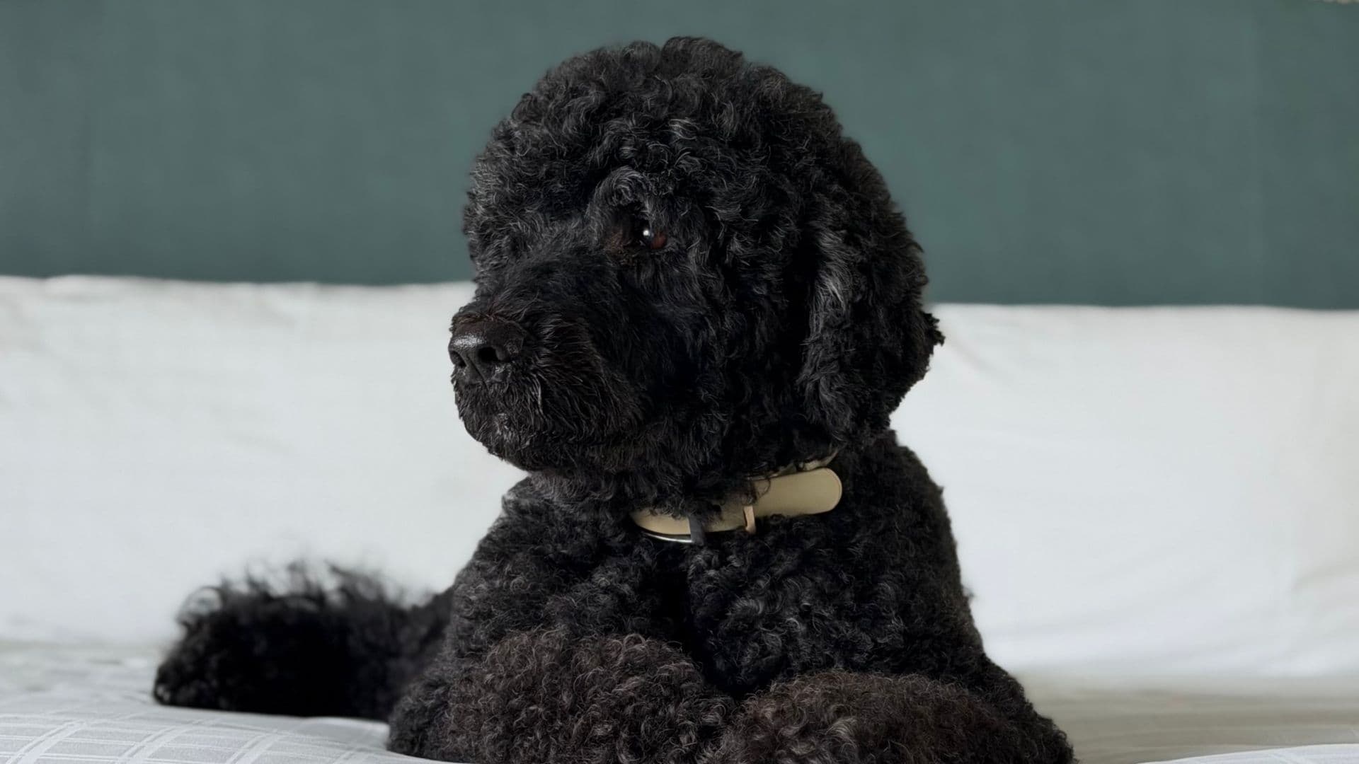 Sunny, el perro de la familia Obama