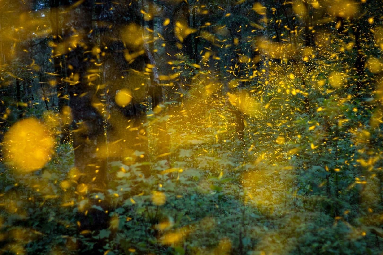 Luciérnagas iluminan las noches durante su temporada.