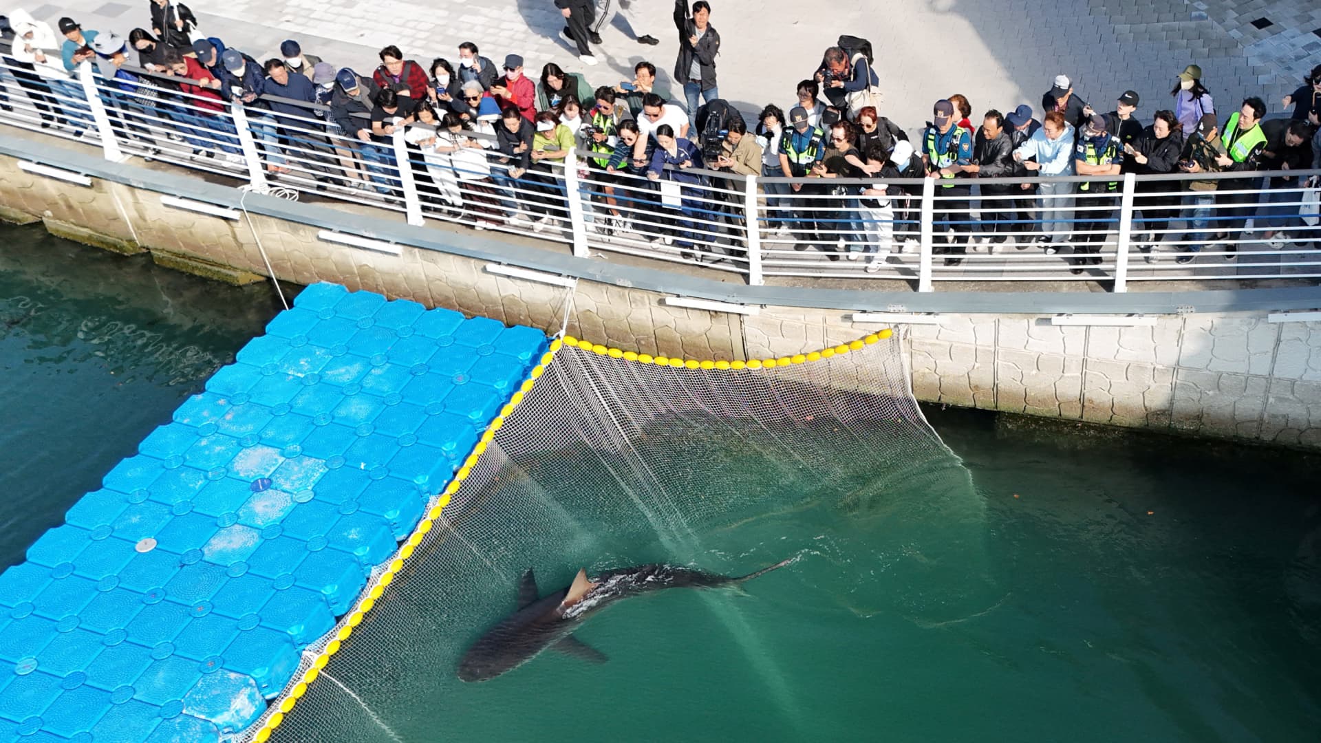 Decenas de personas observan a un tiburón varado