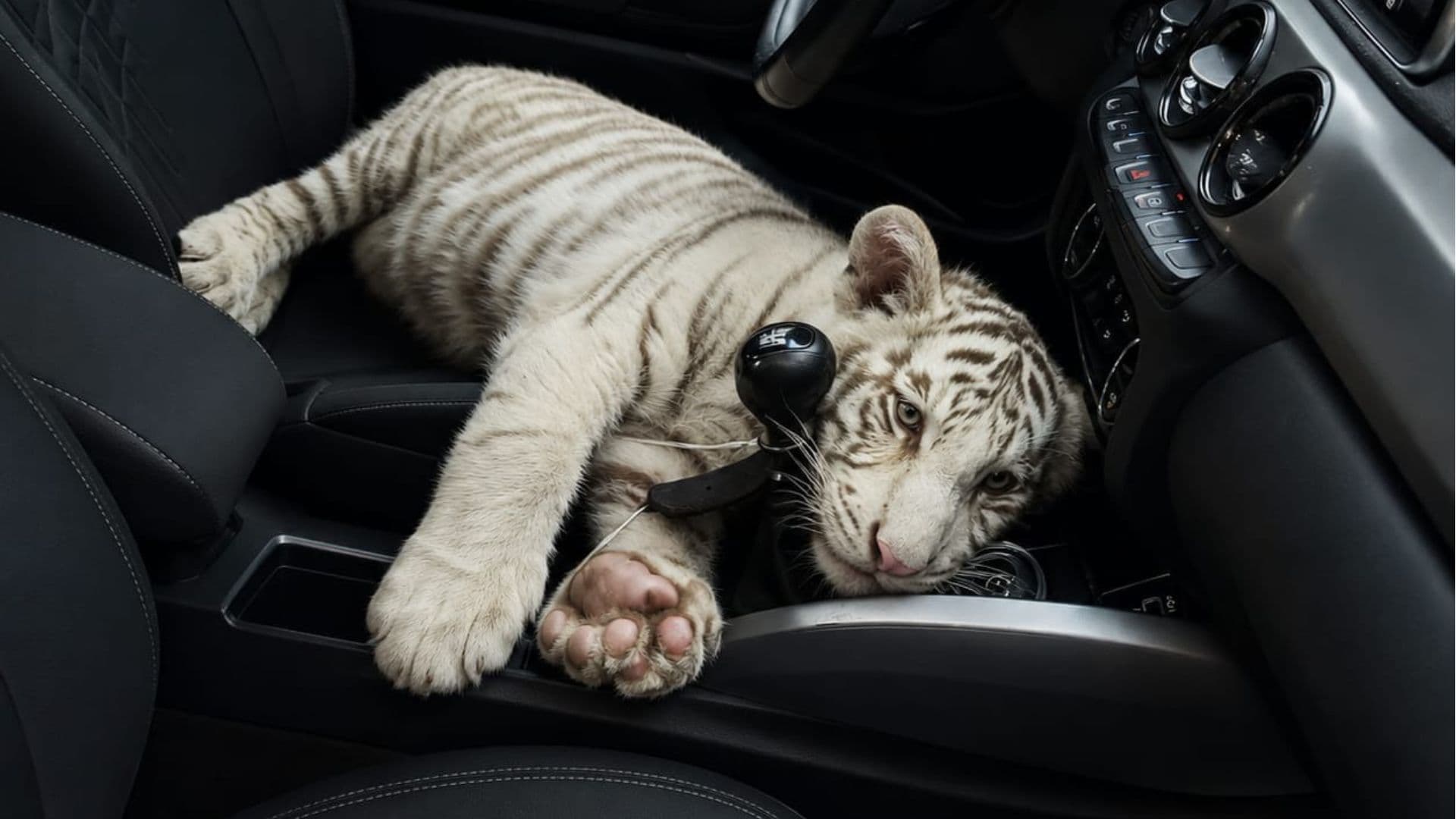 Tigre de bengala