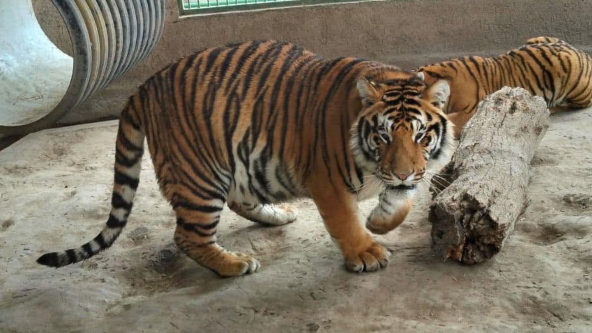 Tigres de Bengala del Bioparque Tekuayán en Tizayuca