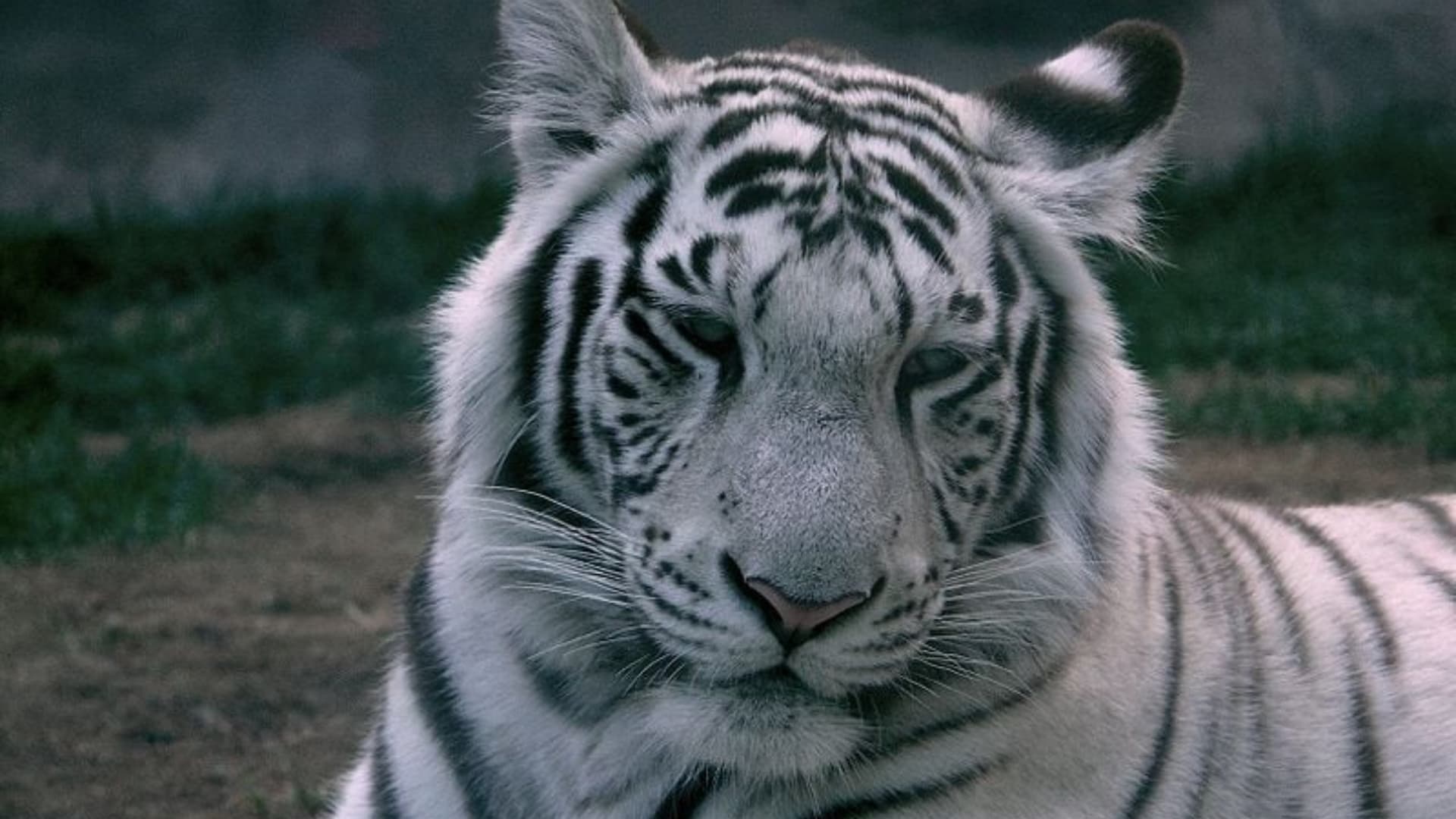 ¿Dónde Queda Tepetlaoxtoc, Edomex, Lugar Donde se Fugó un Tigre de Instalación Privada?
