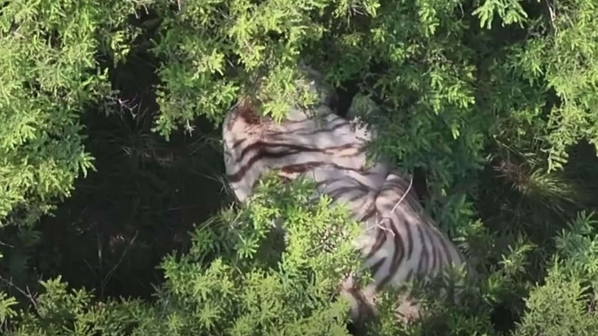 El tigre de bengala escapó de un parea de resguardo, en Estado de México