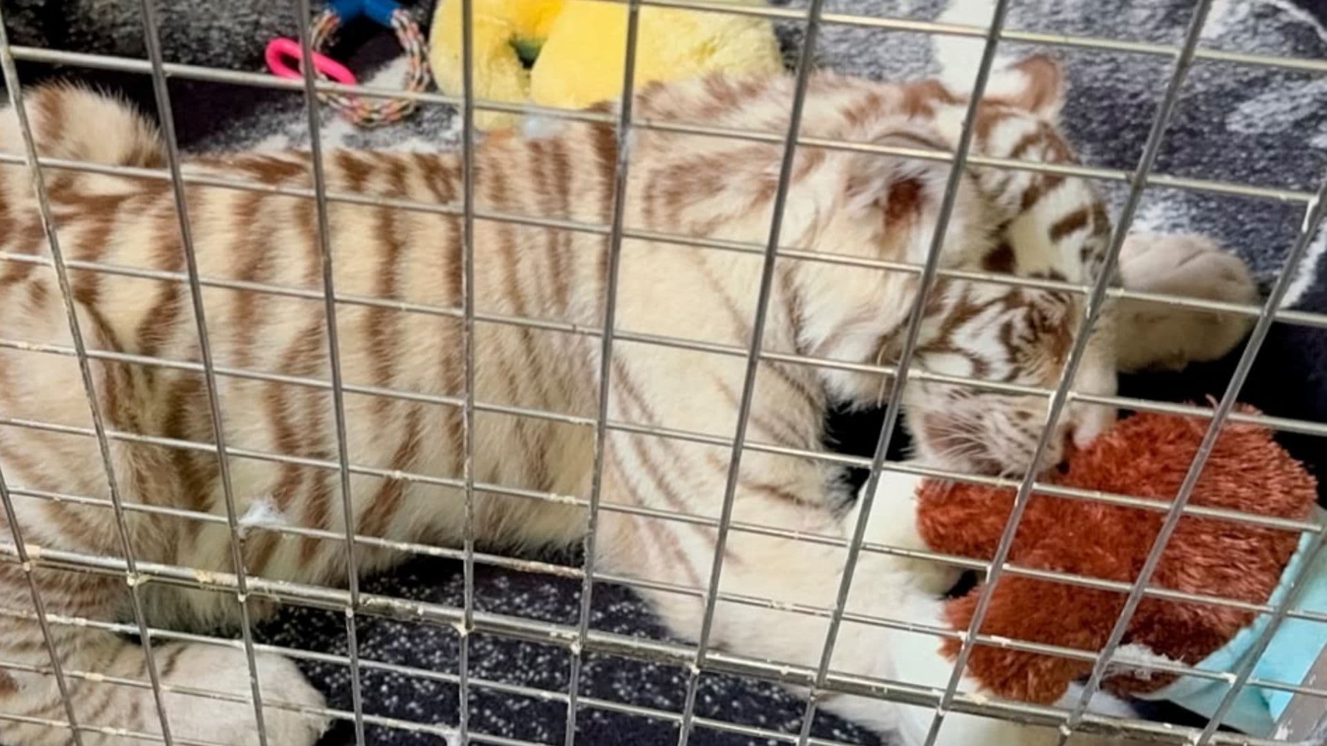 El cachorro de tigre de bengala blanco fue hallado en inmediaciones de la Central de Abasto en Iztapalapa