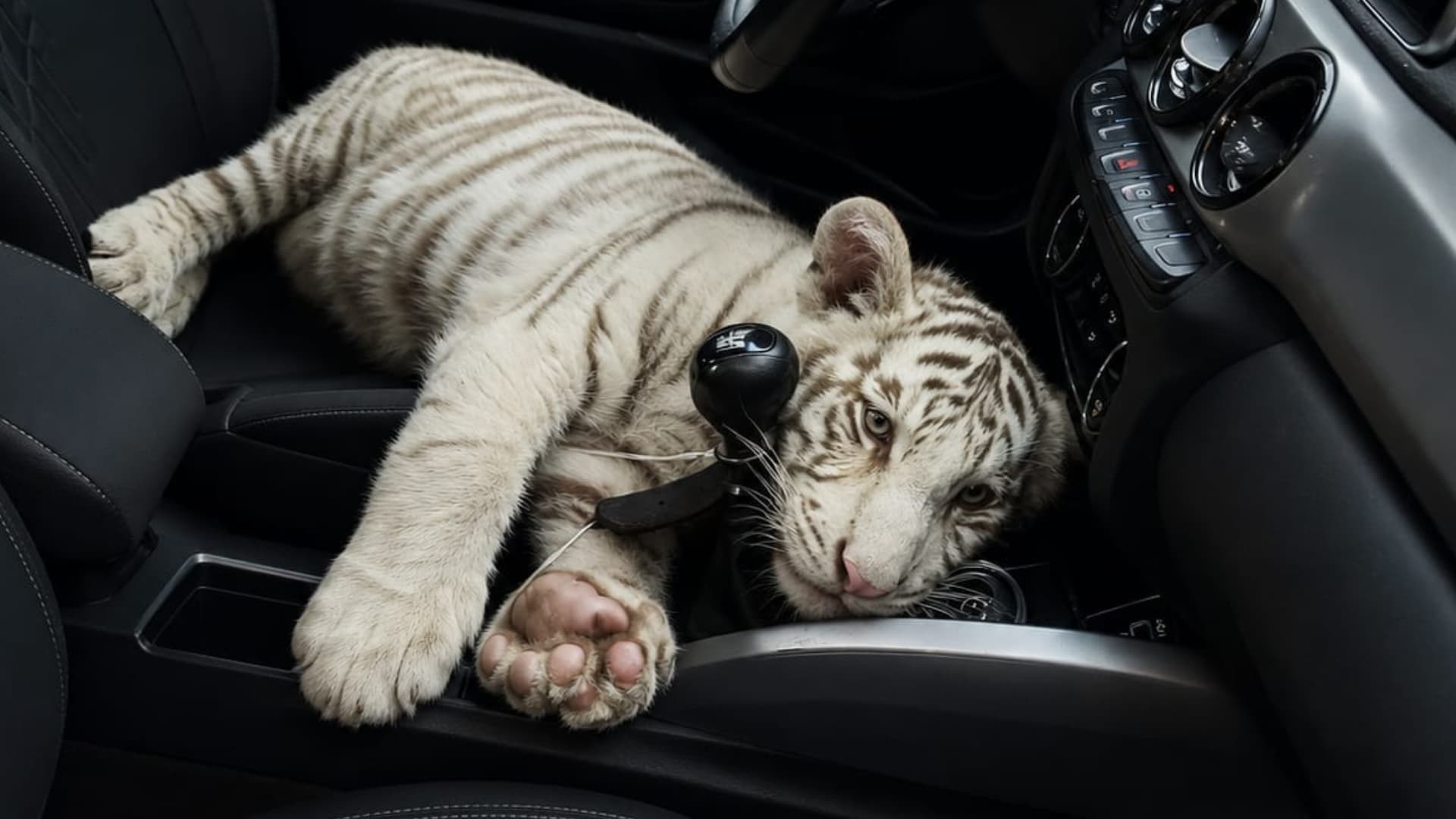 El cachorro de tigre de bengala blanco fue hallado en inmediaciones de la Central de Abasto en Iztapalapa