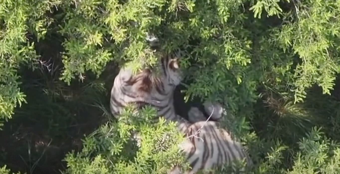 Un tigre de bengala escapó