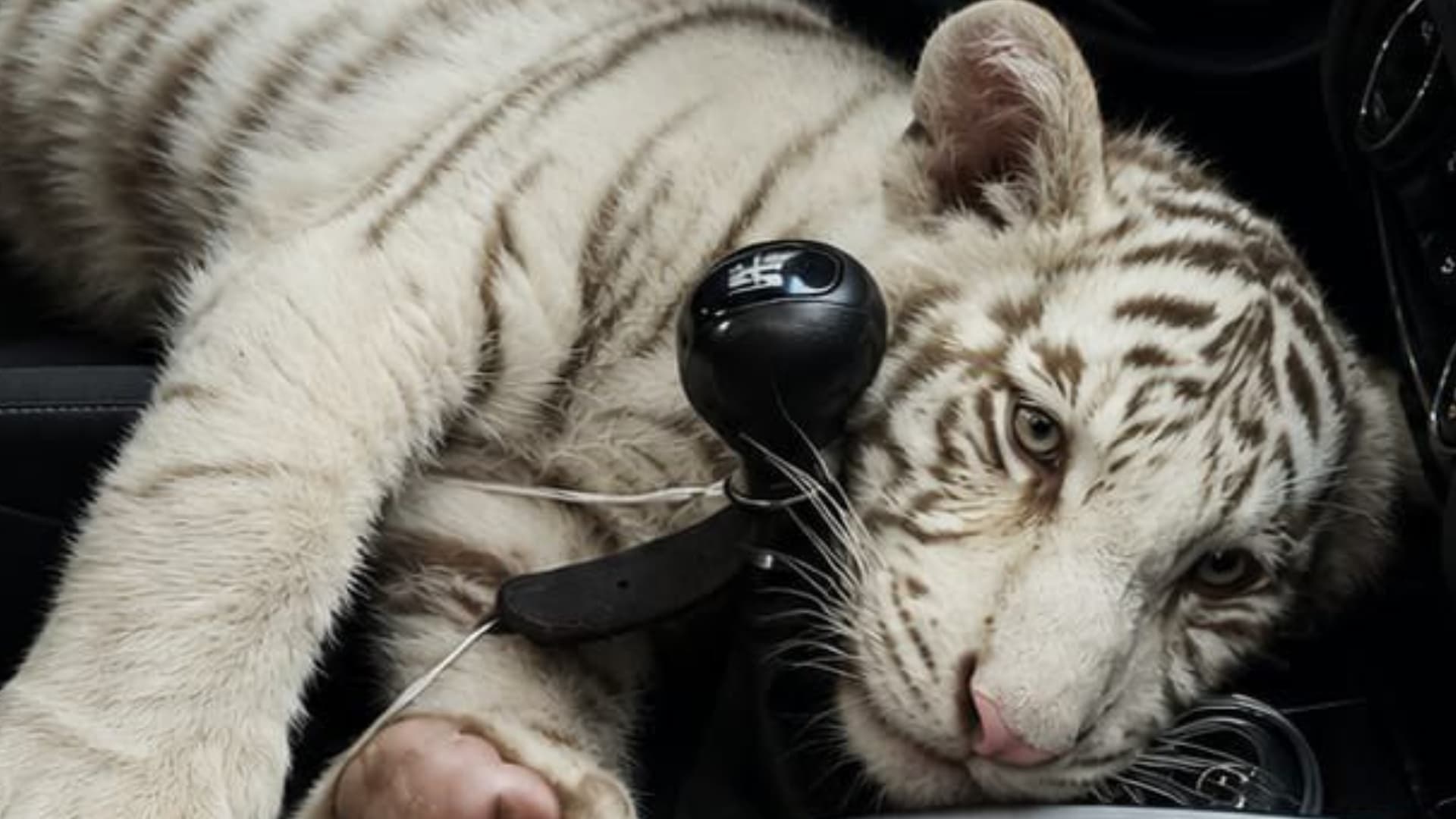 La cachorra de tigre de Bengala blanco fue asegurada en Iztapalapa tras ser localizada dentro de un vehículo particular. Foto: SSC CDMX