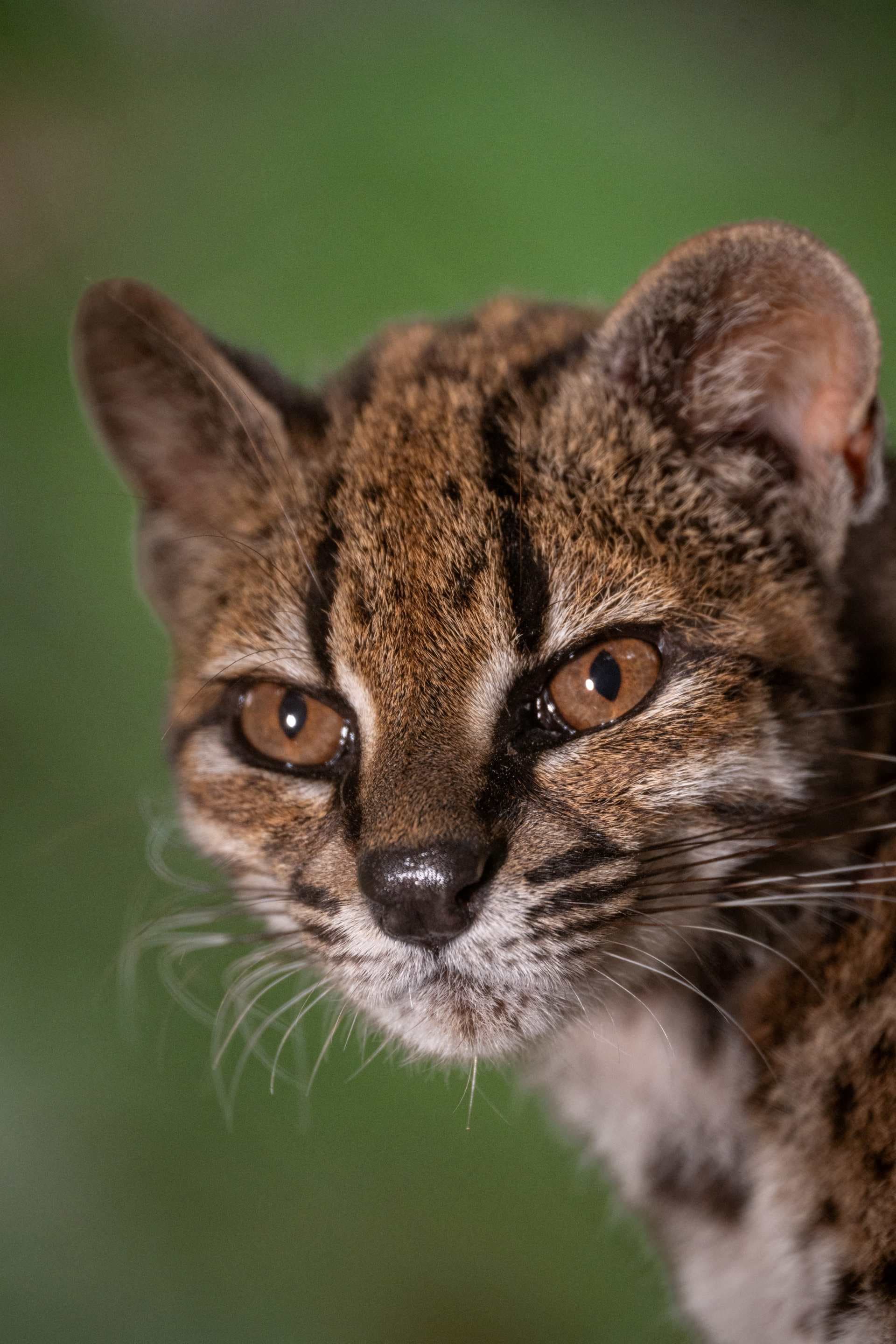 "Leopardus tilcayo", nueva especie de felino descubierta en Bolivia. Foto: Reuters