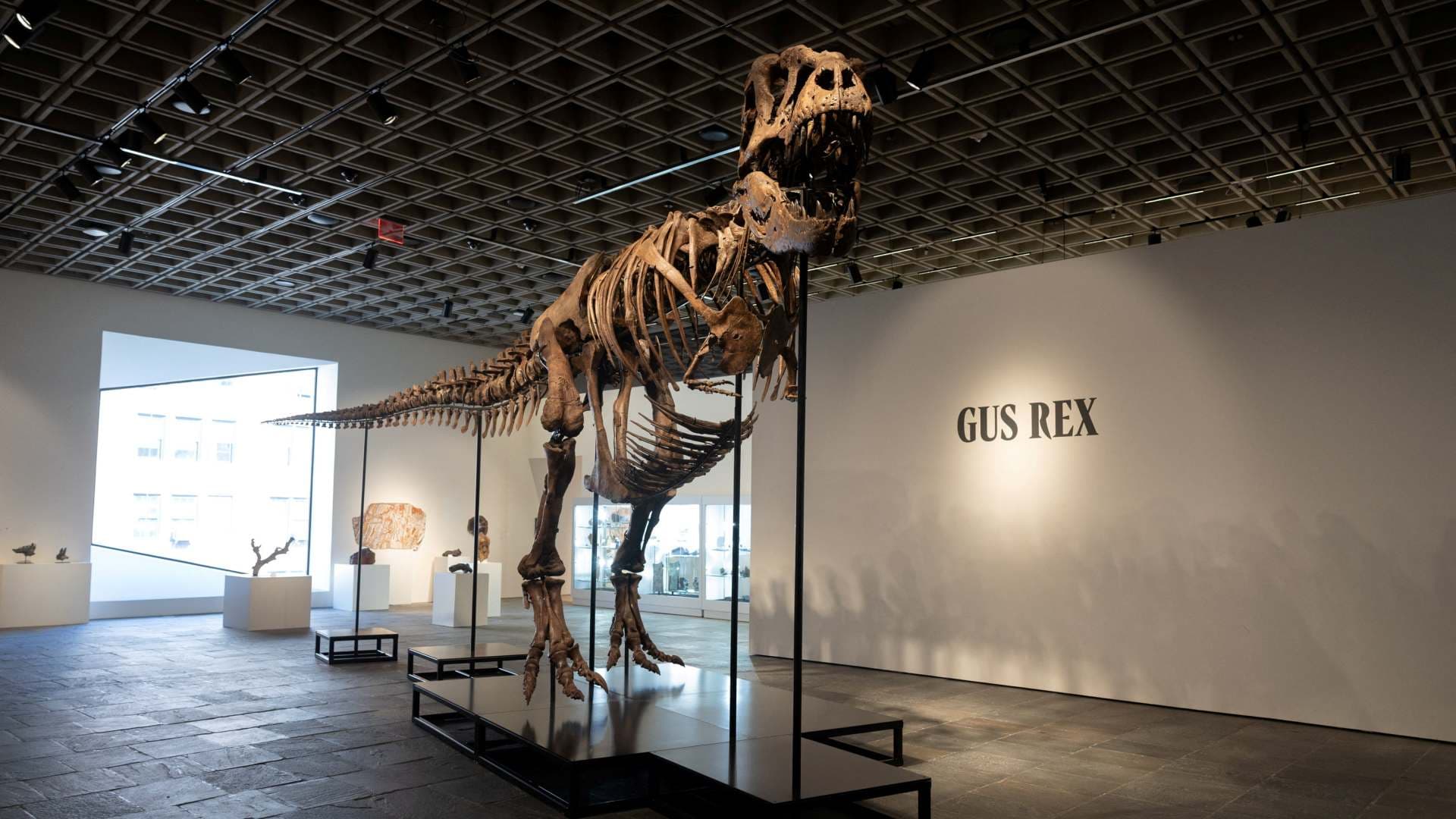 T-Rex "Gus" en la casa de subastas Sotheby's de Nueva York. Foto: Reuters
