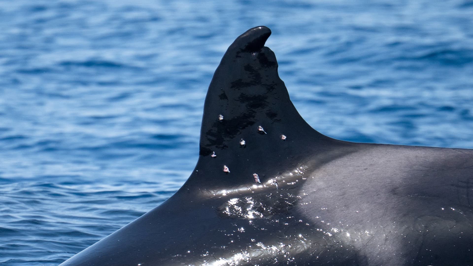 Orca Toñi, herida