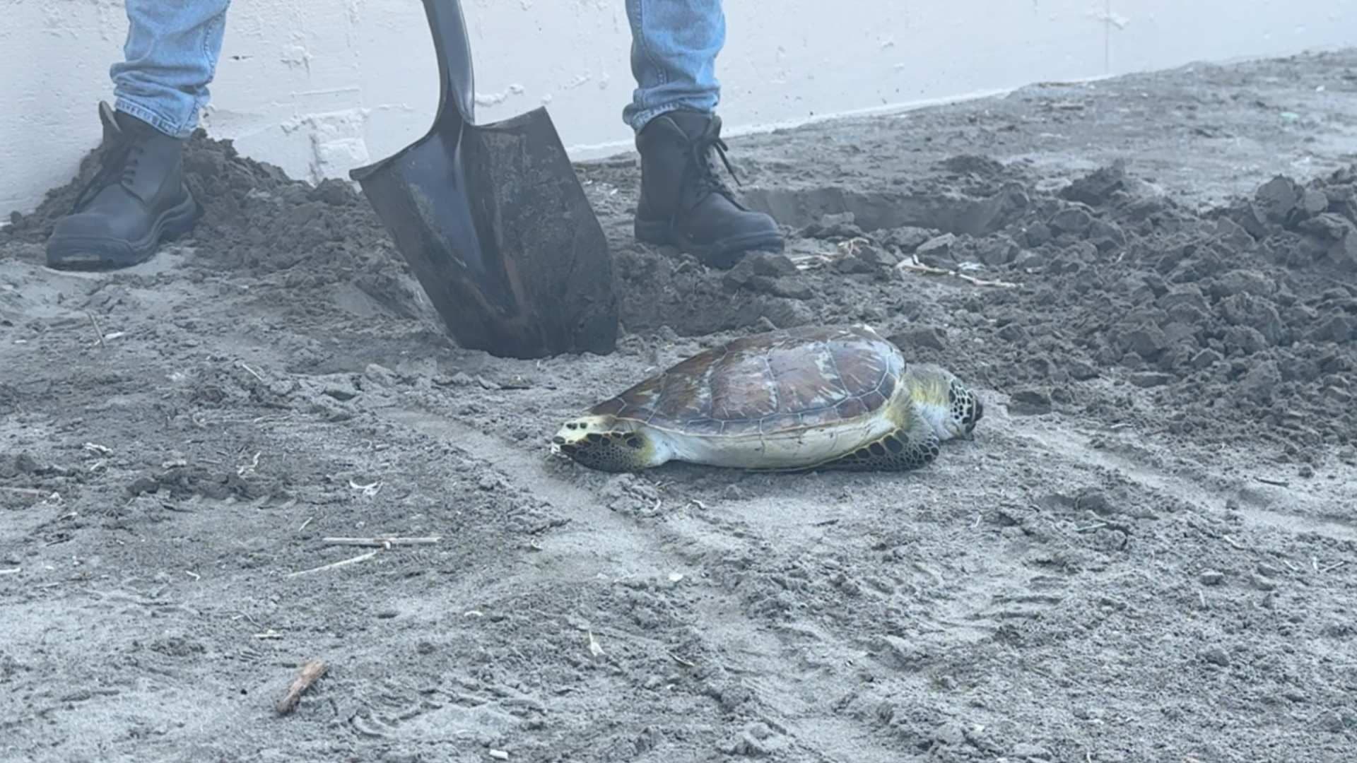 Localizan dos tortugas muertas en zona de Playa en Boca del Río, Veracruz