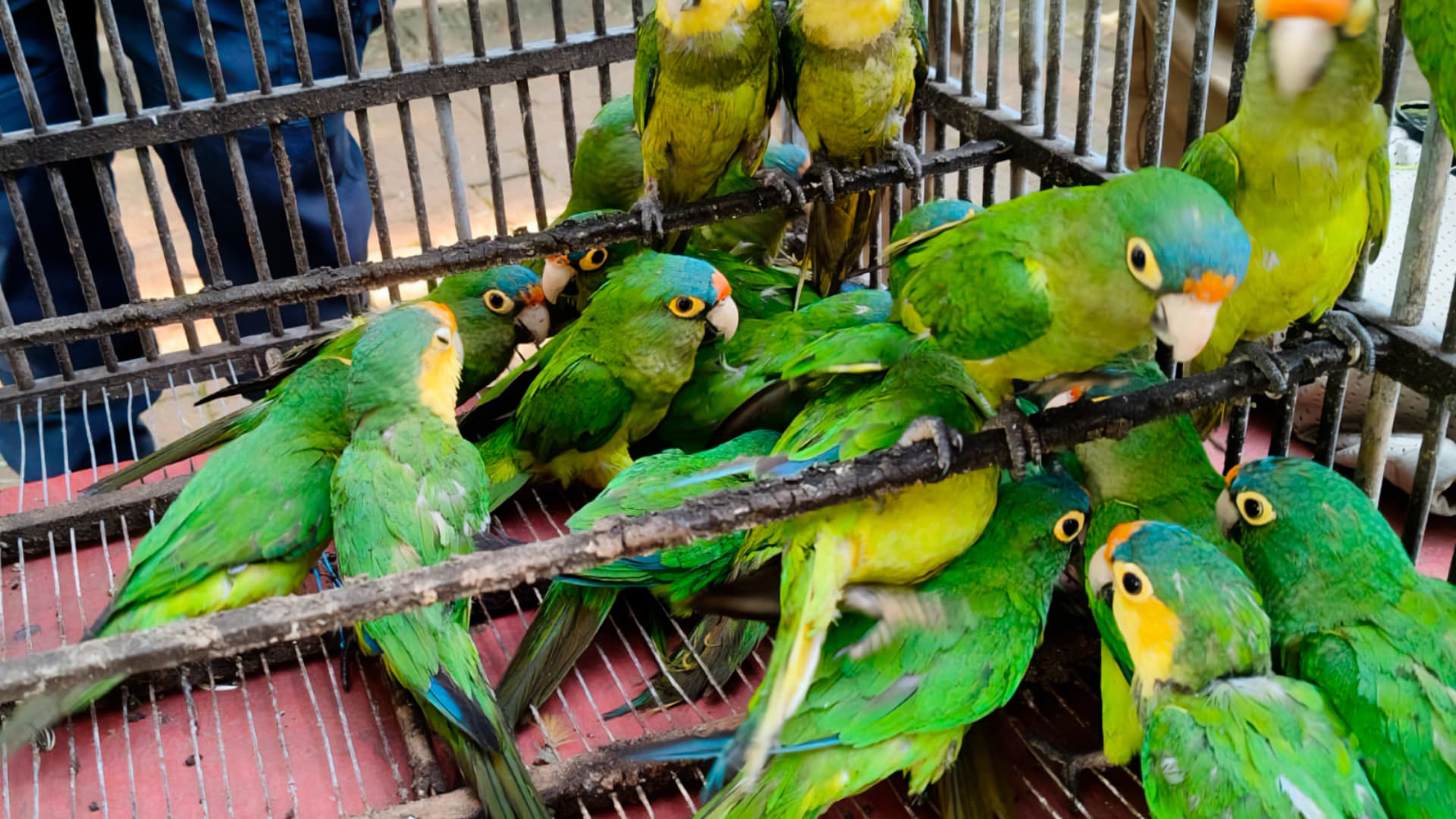 Los traficantes de aves han encontrado nuevas rutas para comercializar loros