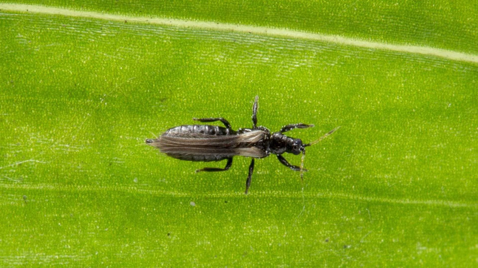 Insecto trips en una hoja con super zoom
