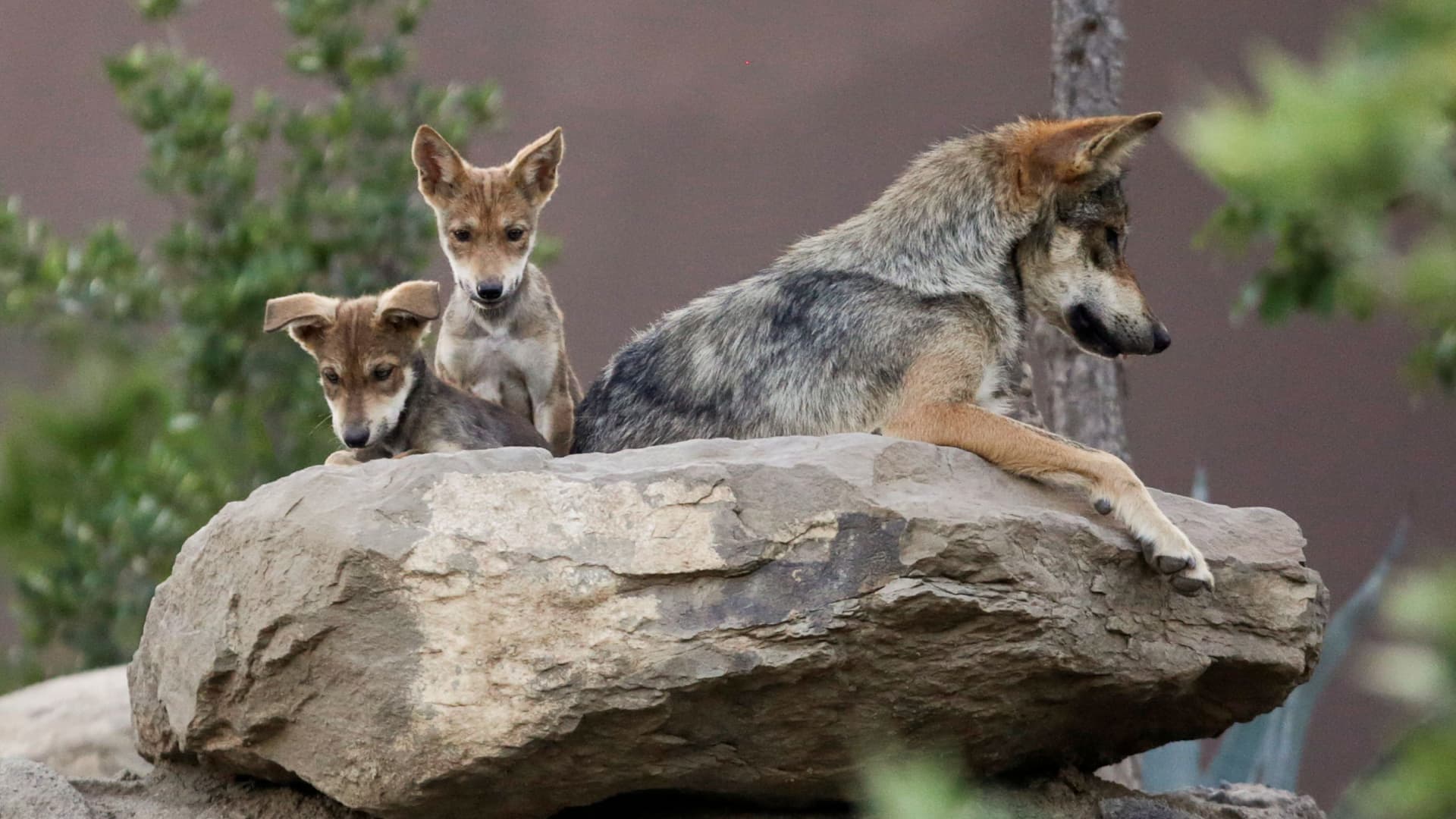 Lobos grises mexicanos descansan dentro del Museo del Desierto en Saltillo, Coahuila