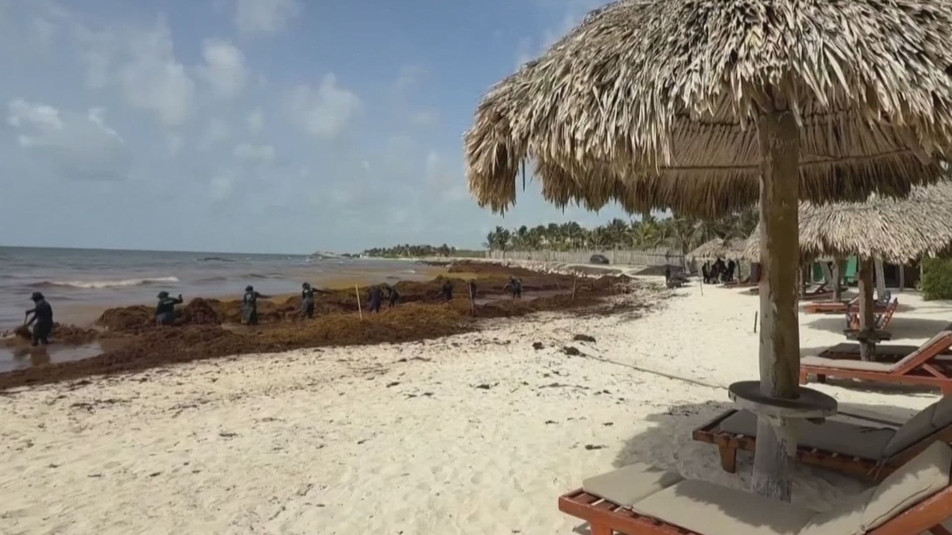 Sargazo en playa de Tulum, Quintana Roo.