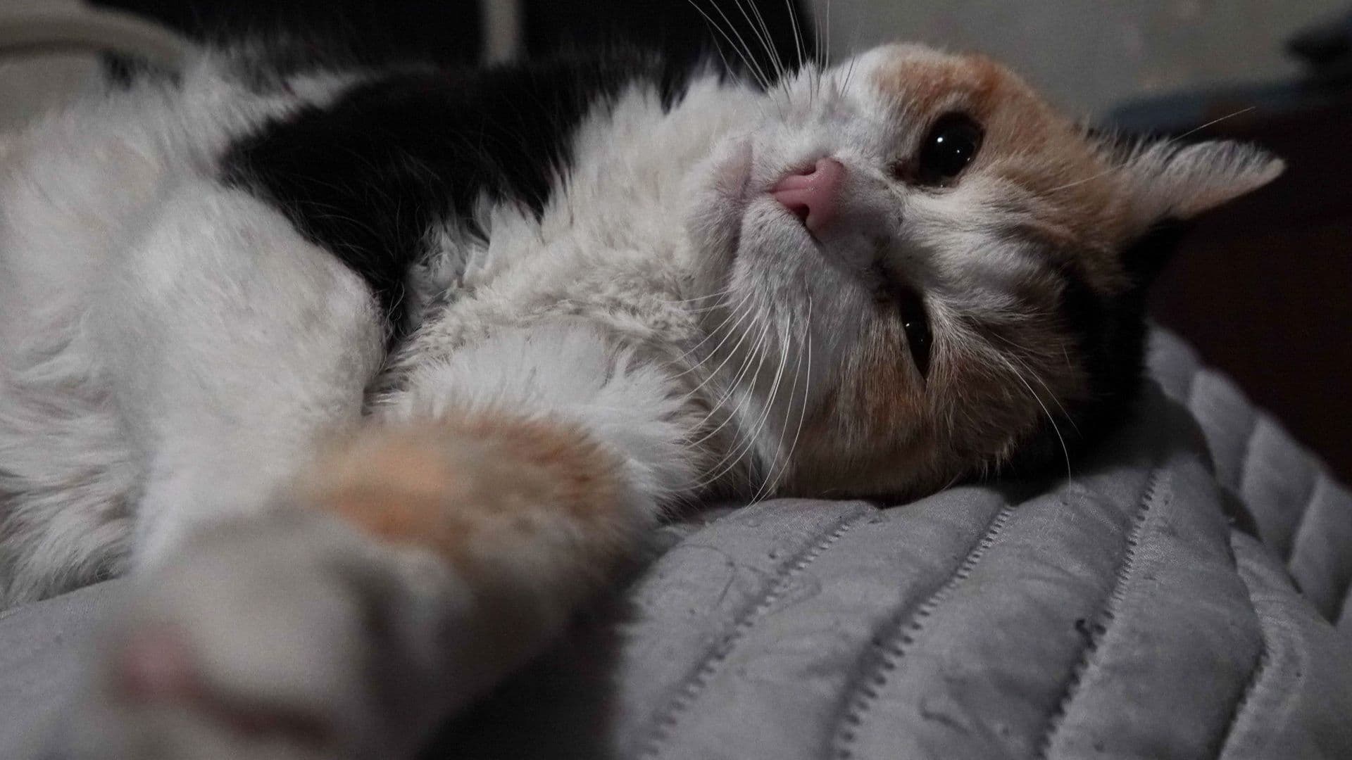 Un gato con malestares