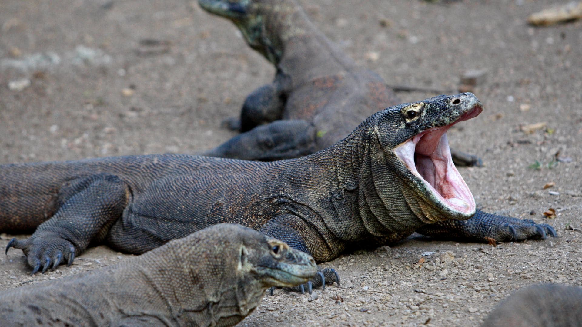 El dragón de Komodo. Foto: AP