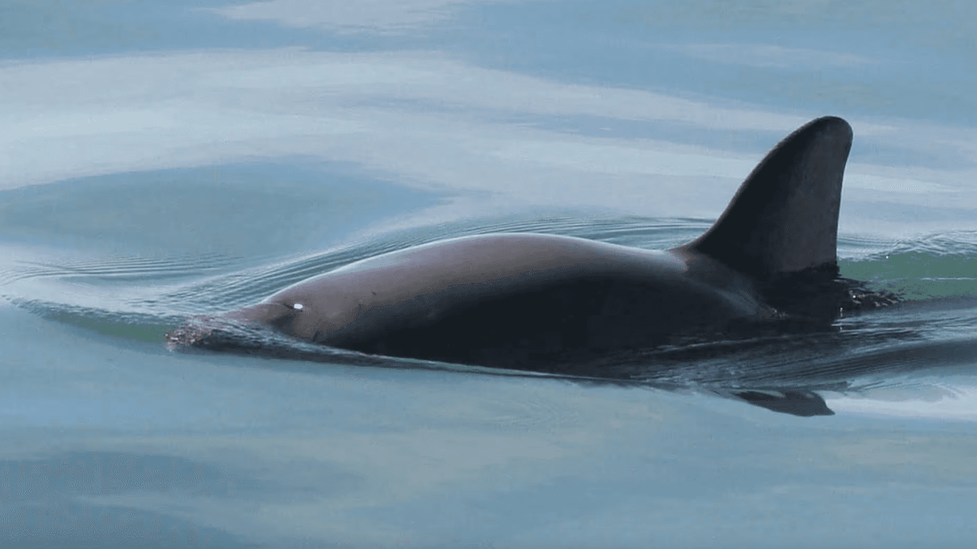 Acuerdos de Protección a Vaquita Marina Foto: AP | Archivo