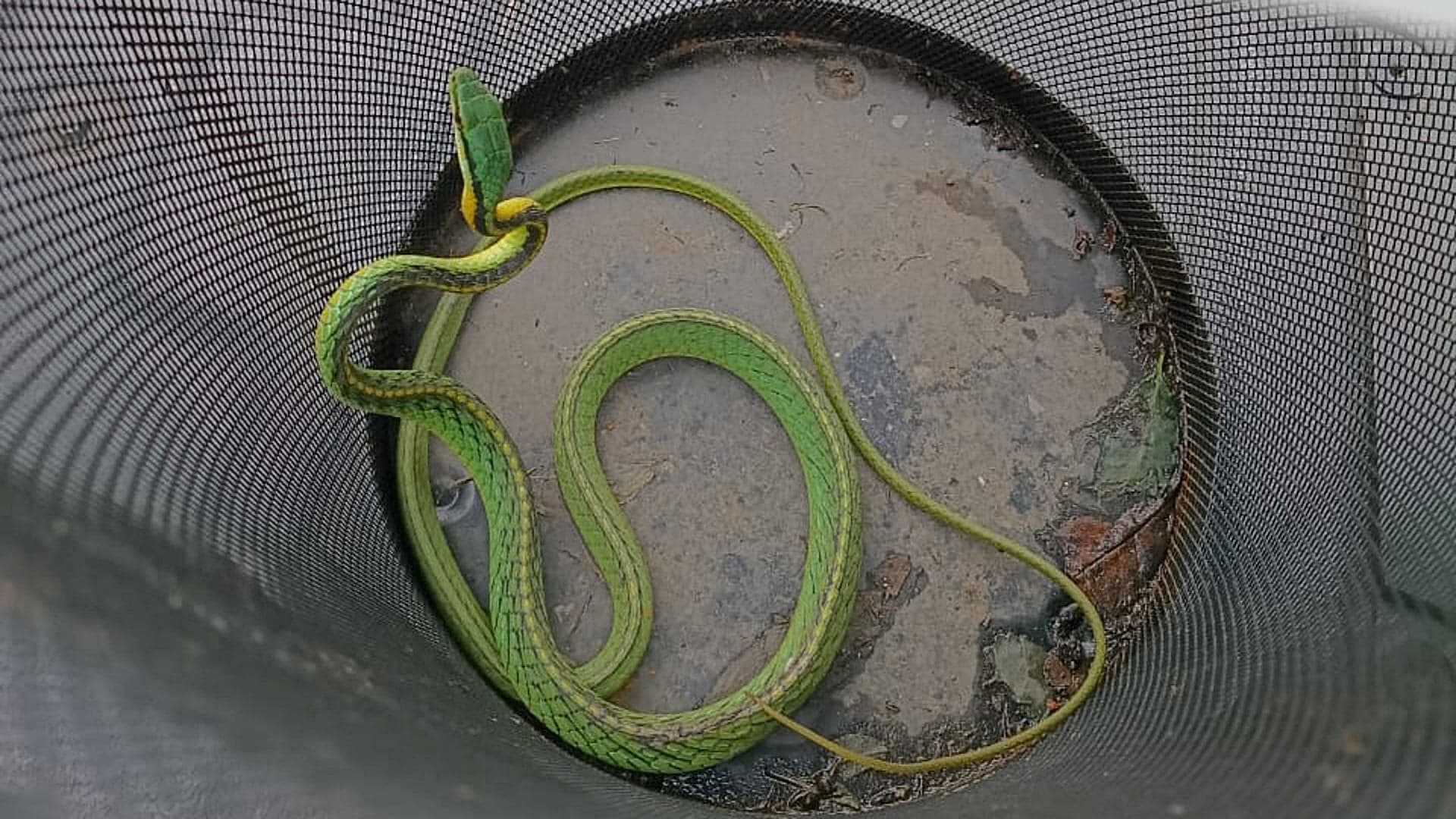 Víbora encontrada en domicilio de la colonia Narvarte, CDMX. Foto: SSC