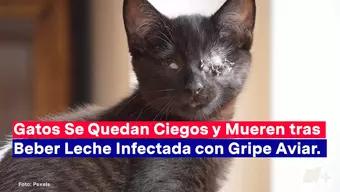 Leche Contaminada con Gripe Aviar Deja a Gatos Ciegos y otros Murieron