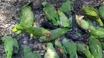 Foto: Muerte Masiva de Aves y Animales en SLP por Ola de Calor