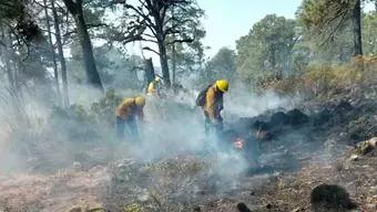 Foto: Incendios Forestales Arrasan Miles de Hectáreas en México