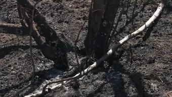 Una Persona Comenzó un Incendio Forestal en el Cerro de Bugambilias