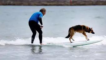 FOTO: Perros Surfistas