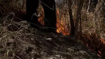 Zapopan Acumula 189 Incendios en lo Que va del Año; 95 de Estos Son Forestales