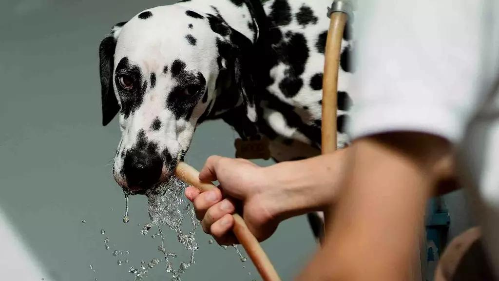 Foto: Así Puedes Cuidar a tu Mascota de un Golpe de Calor
