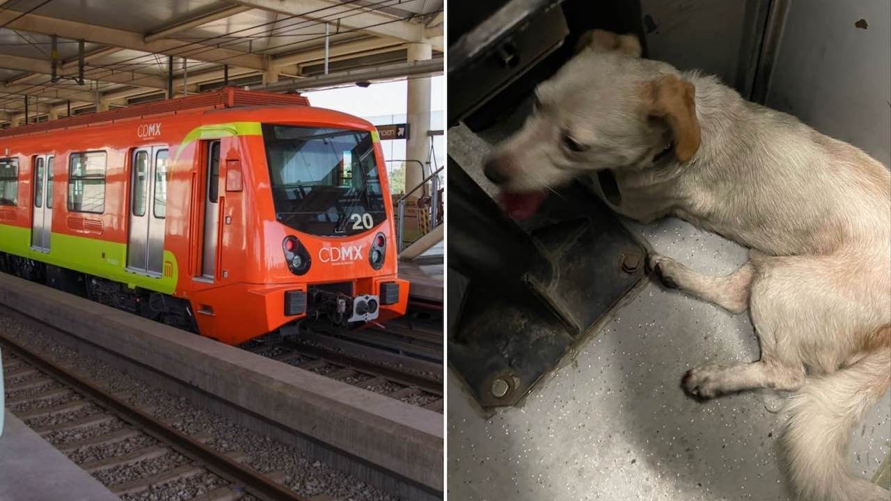 Paran el Metro para rescatar a perrito