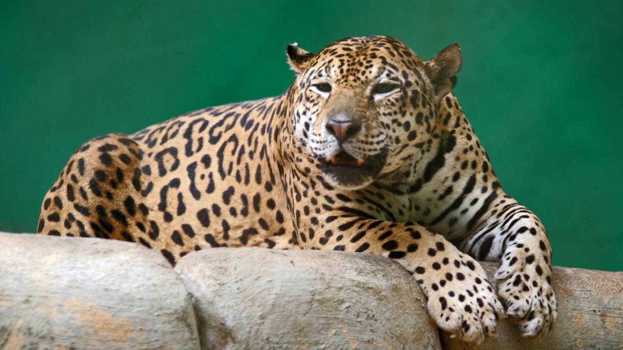 Alertan Sobre Disminución de la Población del Jaguar en México
