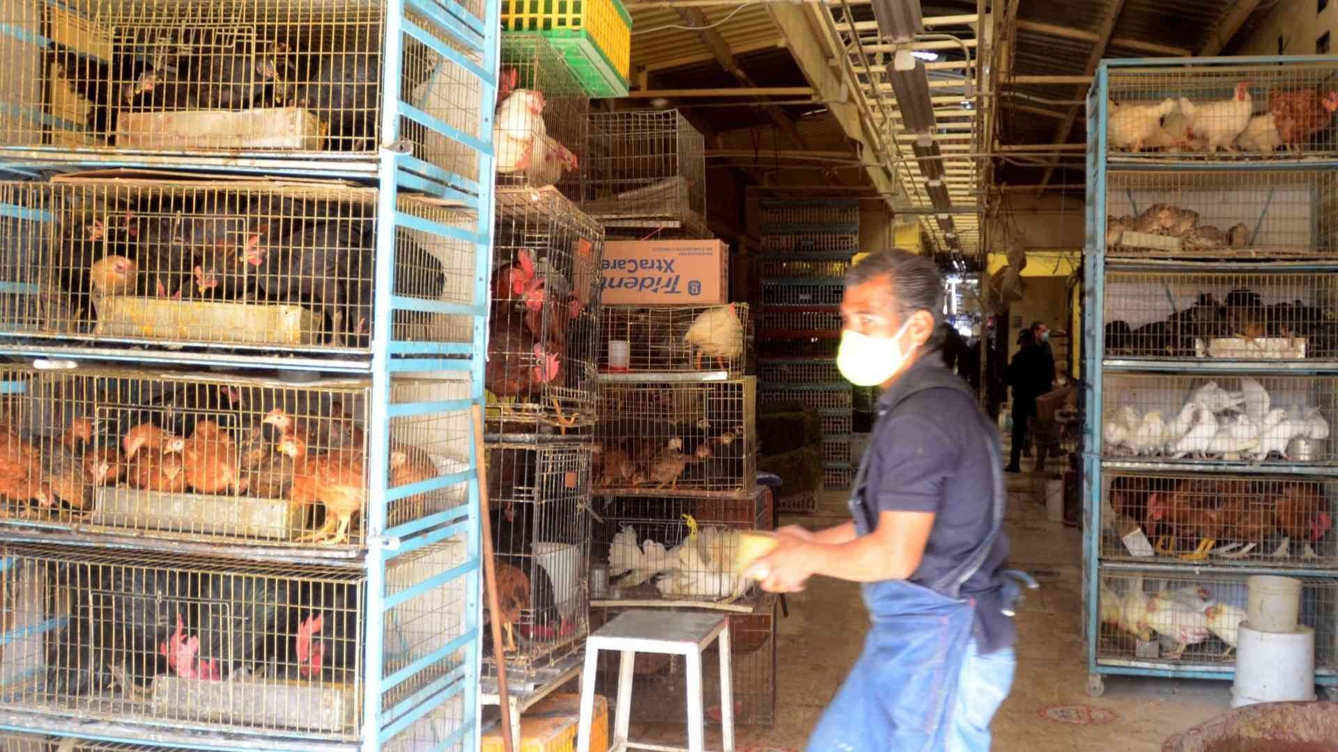 Prohíben Venta de Animales Vivos en Vía pública y Mercados de CDMX
