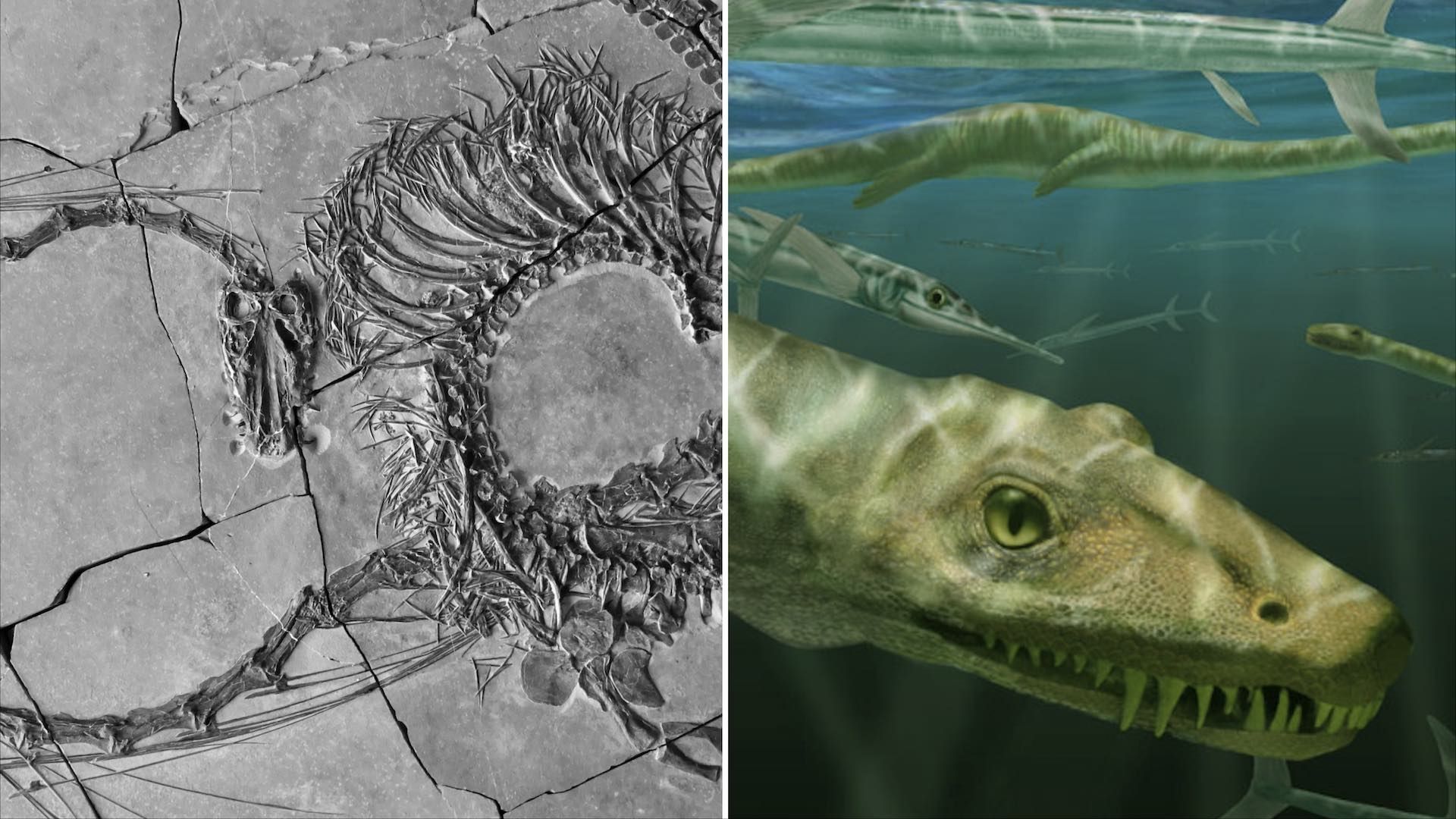 Descubren fósil de 240 millones de años que parece un ‘dragón chino’