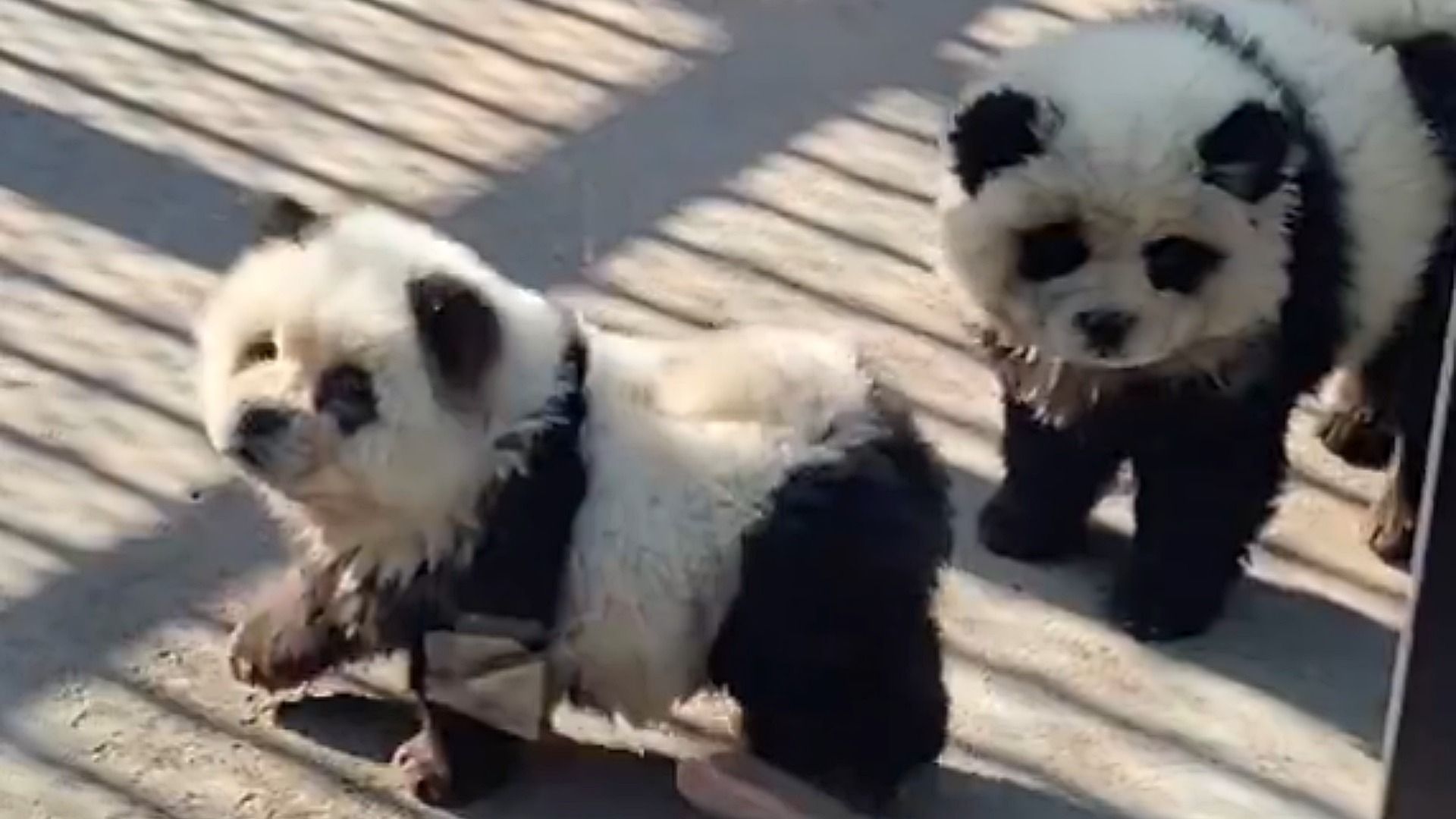 No lo Sé, Rick, Parecen Falsos: Zoológico ‘Pinta’ Perritos para Hacerlos Pasar por Pandas