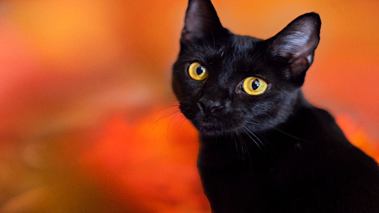 ¿Por qué los gatos negros son usados para rituales de brujería?