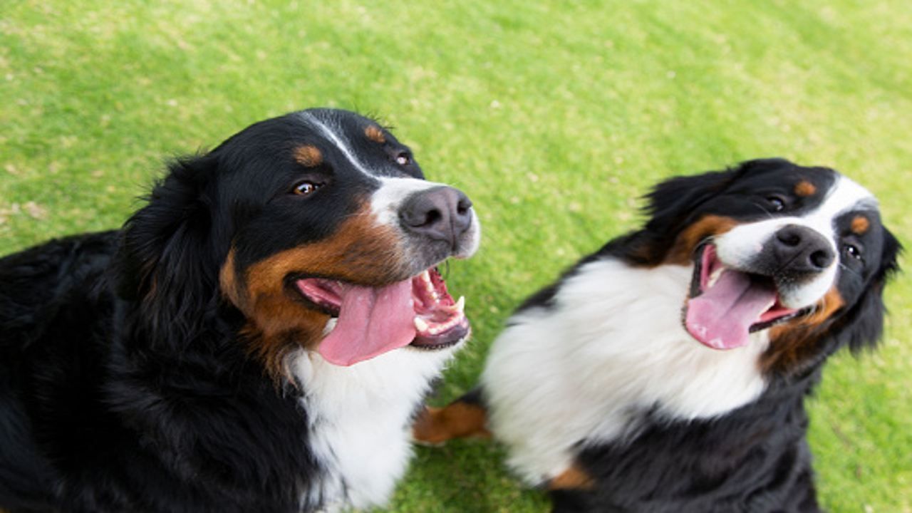 10 señales para detectar que tu perro está feliz