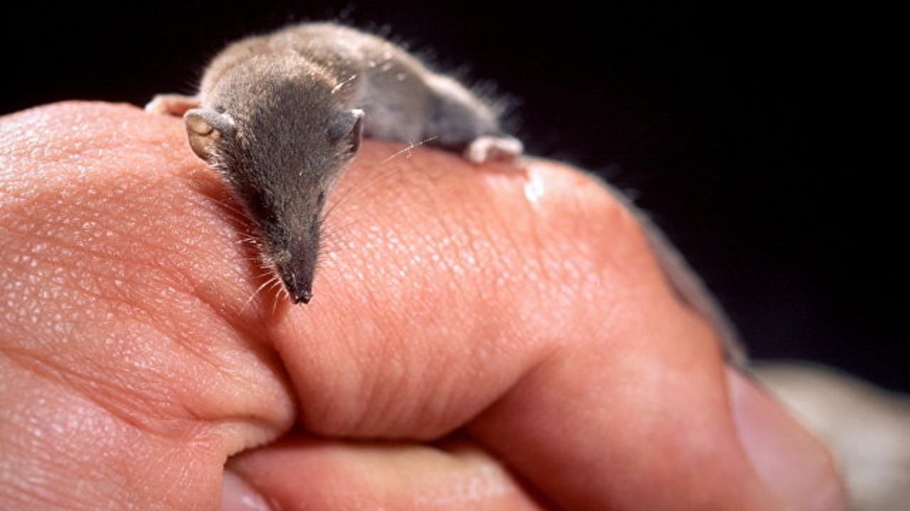 Científicos descubren al mamífero más pequeño del mundo
