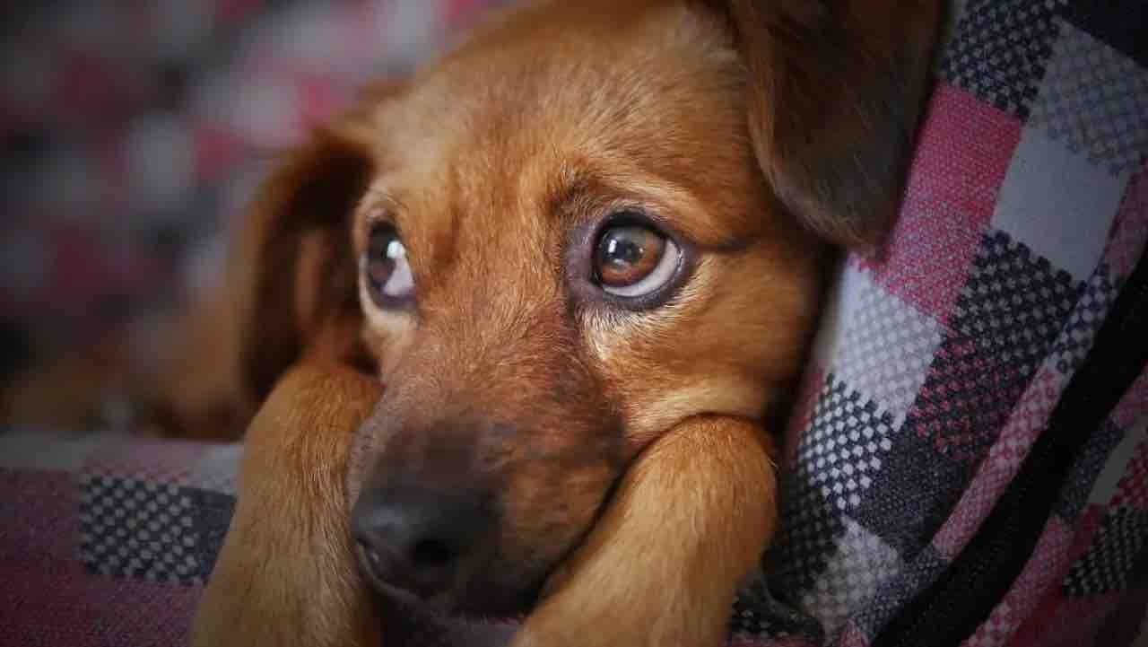 ¿Por qué se conmemora hoy el Día Mundial del Perro Callejero?