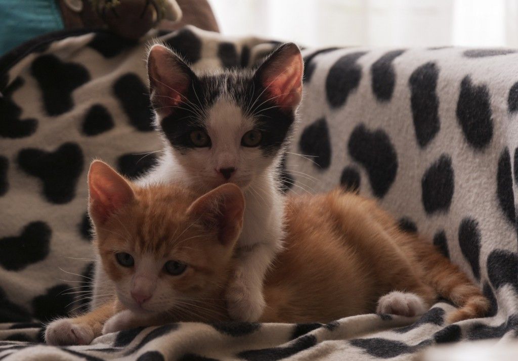 Las 10 razas de gatos más caras del Mundo