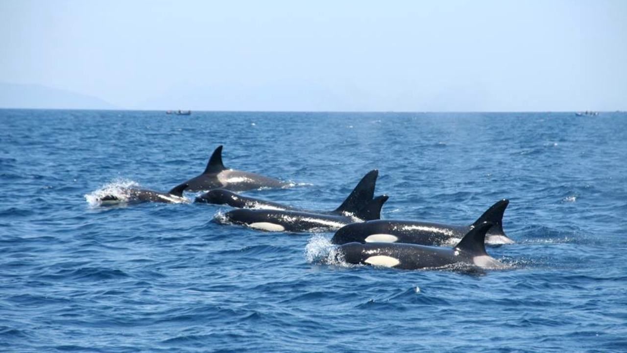 Orca Gladys Enseña a Otras Ballenas a Atacar y Hundir Barcos en Gibraltar