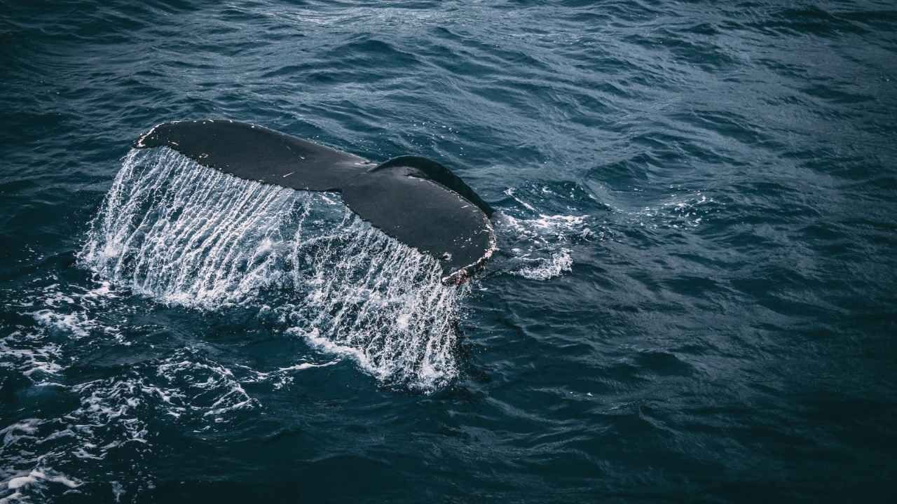 Rescatan a 8 Daneses Tras Choque de Su Velero Con Ballenas en el Pacífico